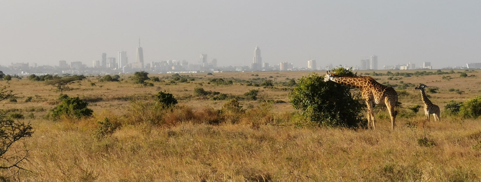 Nbi_park